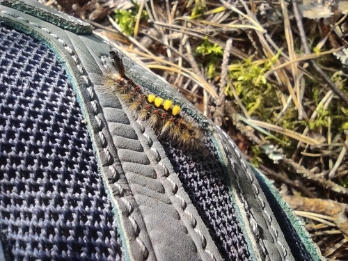 Rusty Tussock Moth
