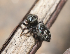 Phidippus putnami