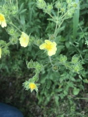 Potentilla recta