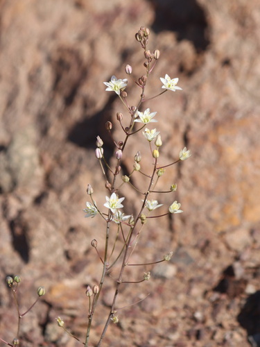 Oziroe biflora, photograph 4