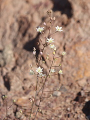 Oziroe biflora, photograph (c) Rodrigo Castillo Tapia, some rights reserved (CC BY)