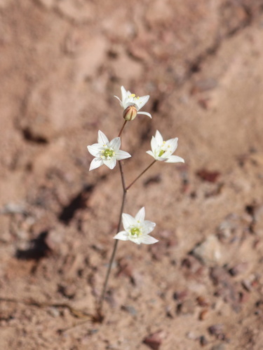 Oziroe biflora, photograph 3