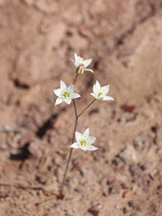 Oziroe biflora, photograph (c) Rodrigo Castillo Tapia, some rights reserved (CC BY)
