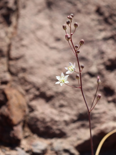 Oziroe biflora, photograph 2