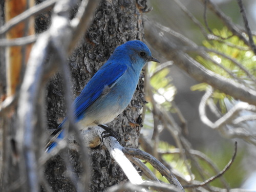 iNaturalist observation photo of Mountain Bluebird