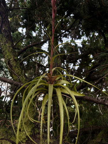 Tillandsia observed 2026-07-08