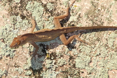 Anolis sagrei