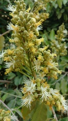 Couepia polyandra