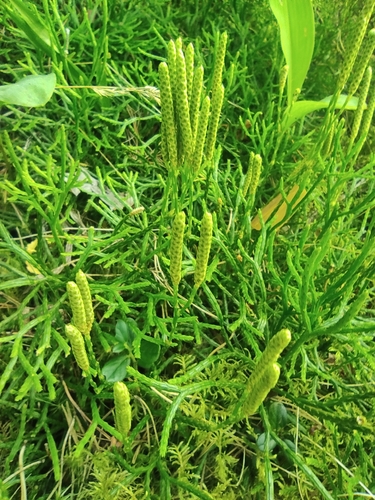 northern ground-cedar