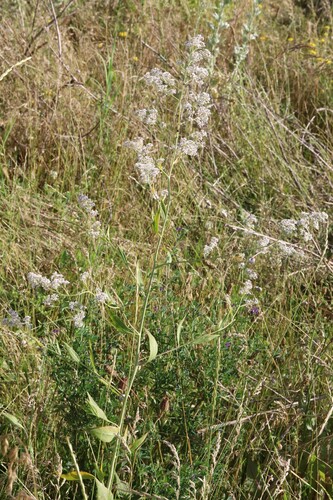 broadleaved pepperweed
