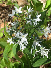 Amsonia