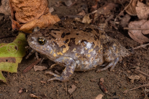 Boreal Digging Frog