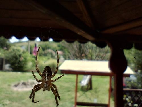 Cross Orbweaver