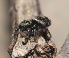 Phidippus putnami