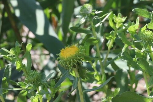 Curlycup Gumweed