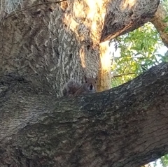 Sciurus carolinensis