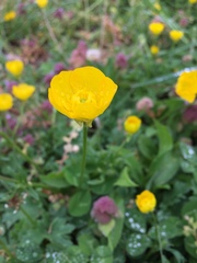 Ranunculus bulbosus
