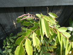 Indigofera decora