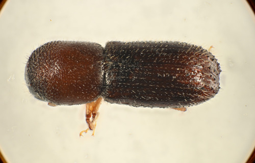 Xyleborinus saxesenii, 2026-05-15
