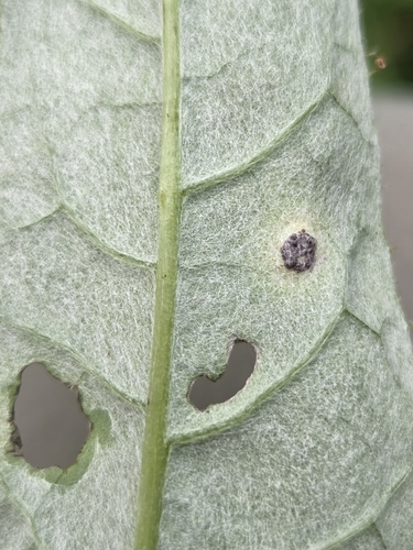 Puccinia cnici-oleracei, 2026-07-15