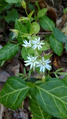 Stellaria corei