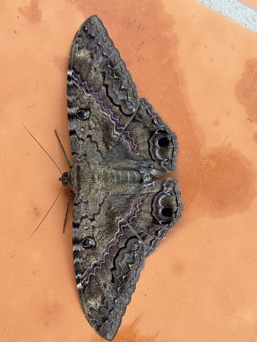 Black Witch (Ascalapha odorata)