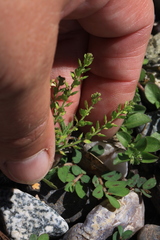 Lepidium strictum