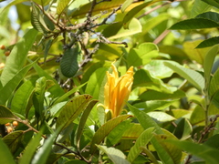 Image of Erblichia odorata
