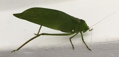Stilpnochlora incisa