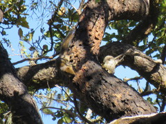 Callosciurus pygerythrus
