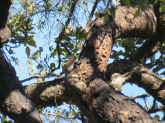 Callosciurus pygerythrus