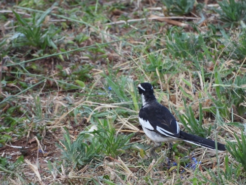 iNaturalist image