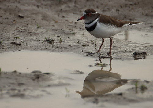 iNaturalist: (c) Sadie Hine, some rights reserved (CC BY-NC), uploaded by Sadie Hine iNaturalist image