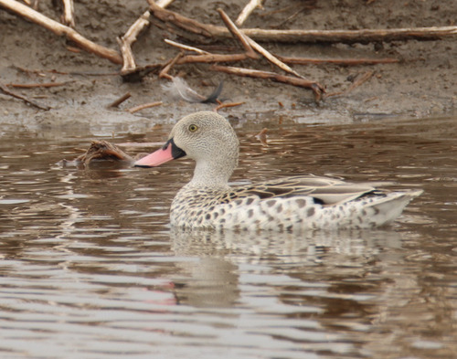 iNaturalist image