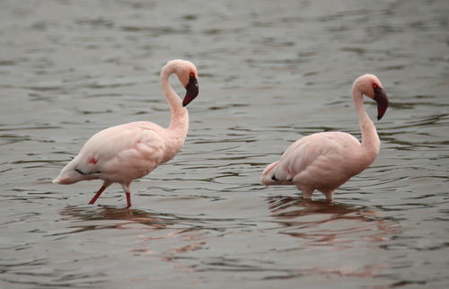iNaturalist image