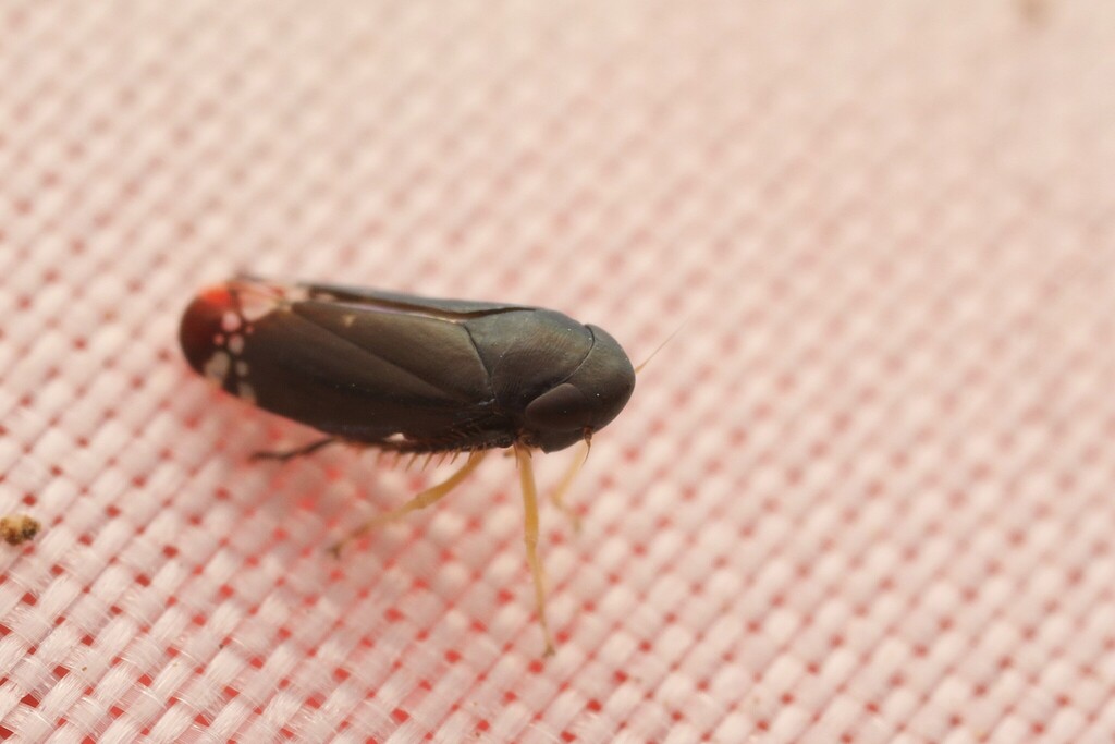 Neoaliturus albilacustris