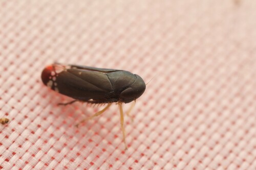 Neoaliturus albilacustris