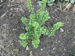 Vaccinium delavayi