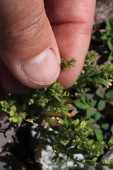 Lepidium strictum