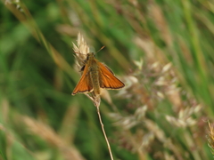 Small Skipper Small Skipper