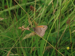 Meadow Brown Meadow Brown