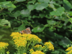 Red Admiral Red Admiral
