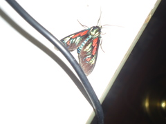 Cyanopepla pretiosa