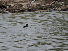 Fulica americana