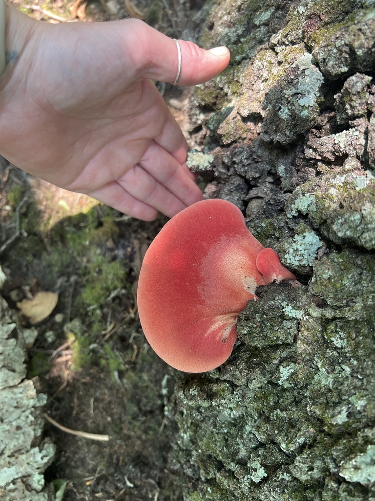 Fistulina americana · July 2026 · photo: Photo: (c) Catherine Tamlyn, some rights reserved (CC BY) · iNaturalist