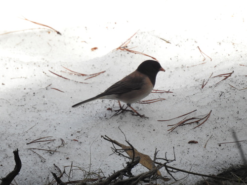 iNaturalist observation photo of Dark-eyed Junco