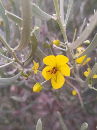 Senna phyllodinea (R.Br.) Symon