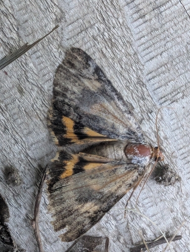 Little Underwing photo 3