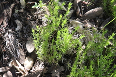 Galium andrewsii