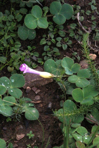 Falkia repens, photograph 3